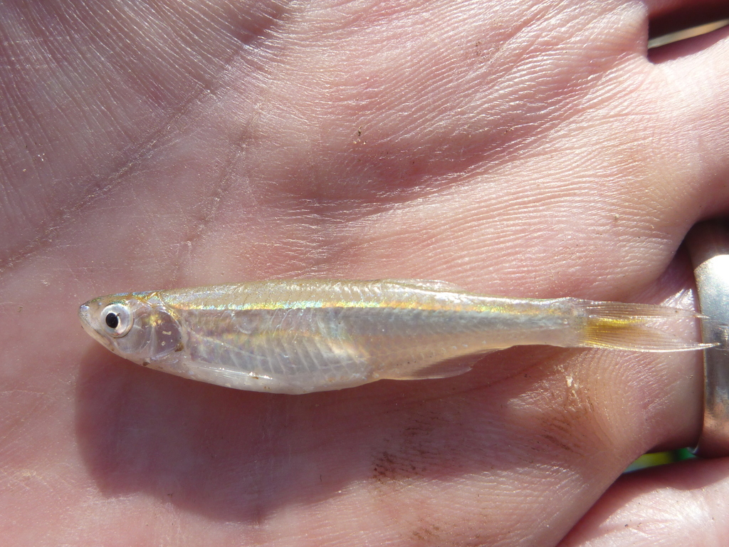 Malagarasi Sardine