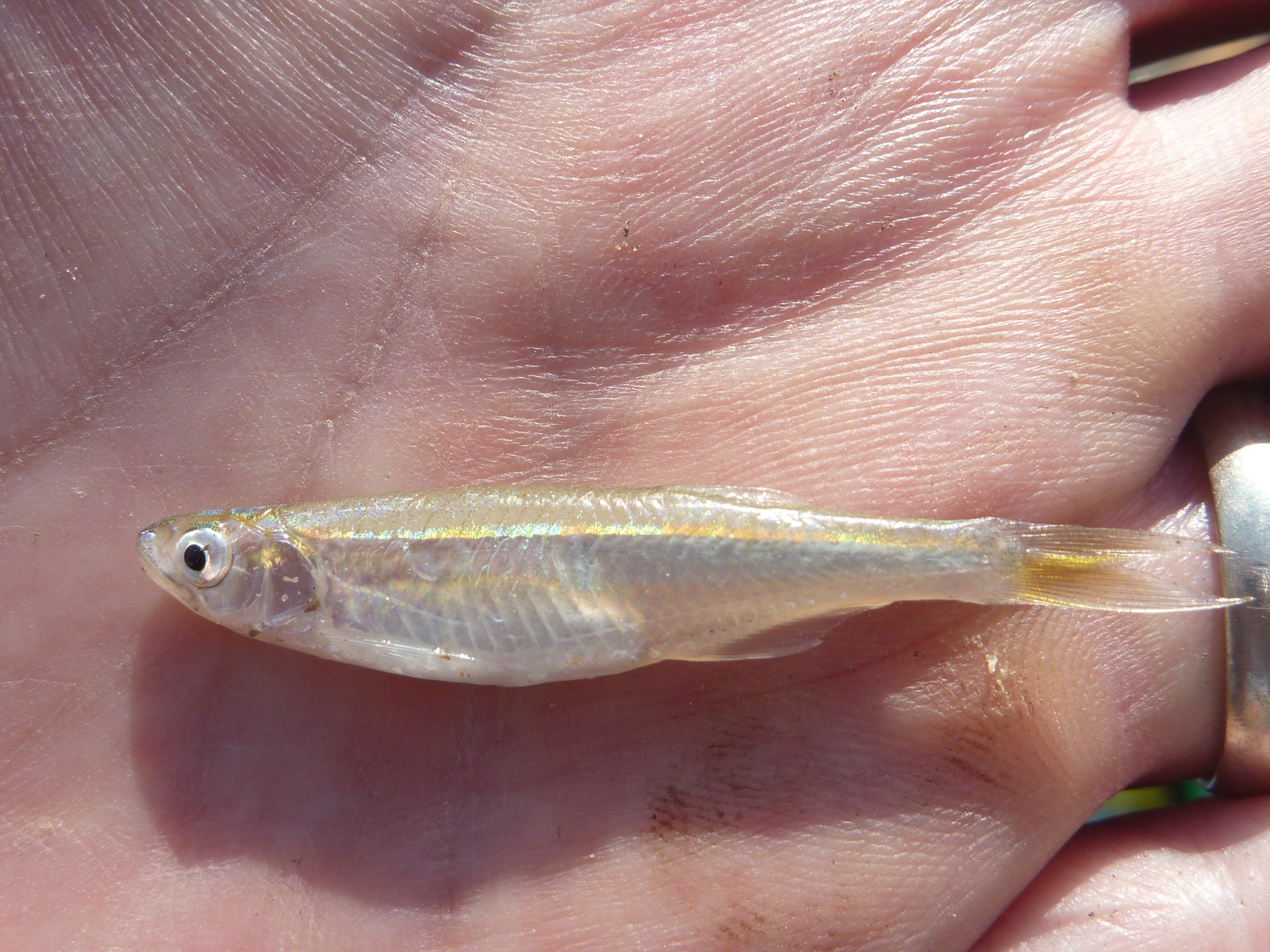 Malagarasi Sardine photo 2