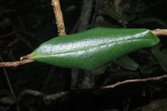Symplocos suaveolens