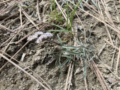 Lomatium geyeri