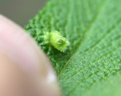 Rhopalomyia salviae