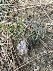 Lomatium geyeri