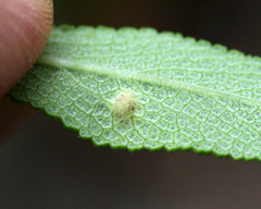 Rhopalomyia salviae