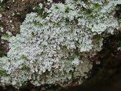 Lepraria cryophila