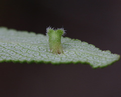 Rhopalomyia salviae