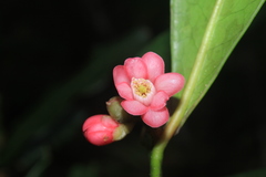 Symplocos suaveolens