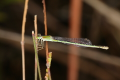 Ischnura fluviatilis