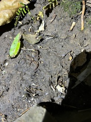 Cercophonius queenslandae