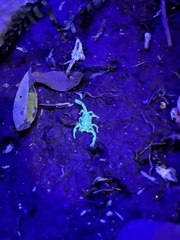 Cercophonius queenslandae