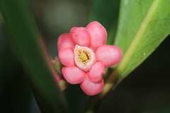 Symplocos suaveolens