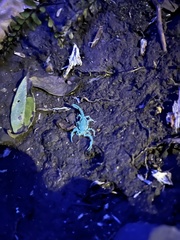 Cercophonius queenslandae