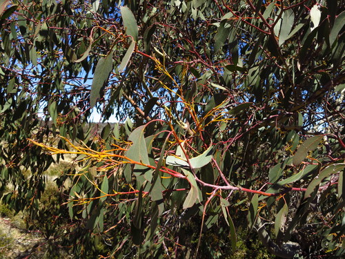 Image of Eucalyptus tasmaniensis by no rights reserved