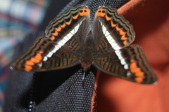 Adelpha corcyra corcyra