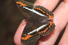 Adelpha corcyra corcyra