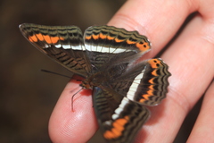Adelpha corcyra corcyra