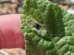 Calycomyza melantherae