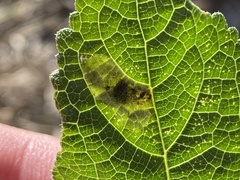 Calycomyza melantherae