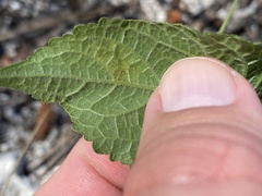 Calycomyza melantherae