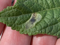 Calycomyza melantherae