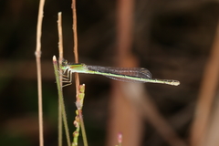 Ischnura fluviatilis