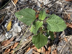 Calycomyza melantherae