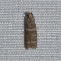 Ephestia columbiella