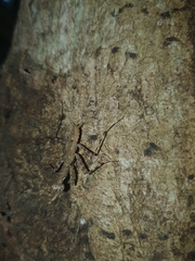 Liturgusa cayennensis