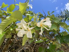Chonemorpha fragrans