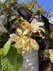 Chonemorpha fragrans