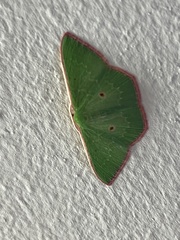 Chlorocoma cadmaria