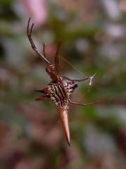 Micrathena militaris