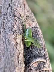 Odontura aspericauda