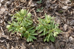 Helleborus dumetorum