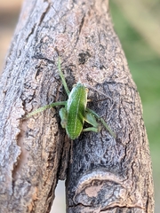 Odontura aspericauda