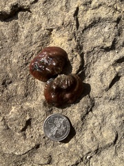 Arcidens confragosus