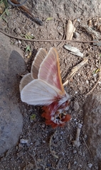 Hemileuca rubridorsa