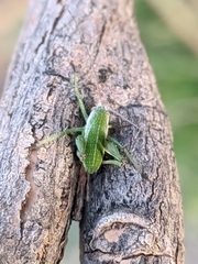 Odontura aspericauda