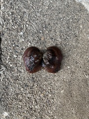 Arcidens confragosus