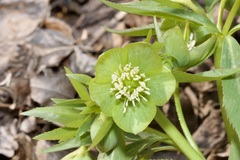 Helleborus dumetorum