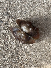 Arcidens confragosus