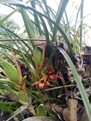 Maxillaria tenuifolia