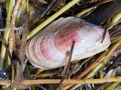 Modiolus americanus