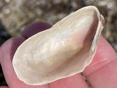 Modiolus americanus