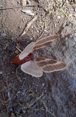 Hemileuca rubridorsa