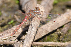 Sympetrum corruptum