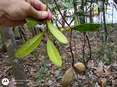 Aspidosperma pachypterum