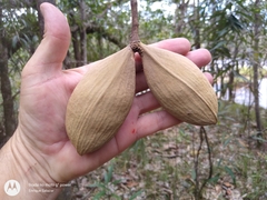 Aspidosperma pachypterum