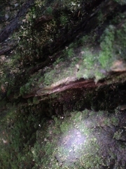 Crepidomanes intricatum