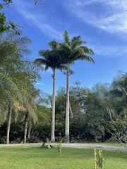 Roystonea regia