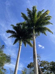 Roystonea regia
